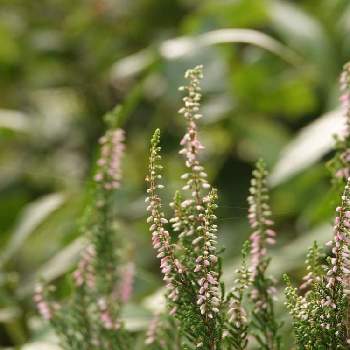 素敵な花壇の投稿画像一覧 Greensnap グリーンスナップ