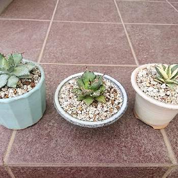 チタノタ ドワーフの投稿画像一覧 Greensnap グリーンスナップ