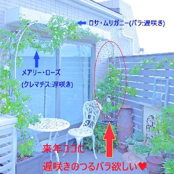 クレマチス メアリーローズの投稿画像一覧 Greensnap グリーンスナップ