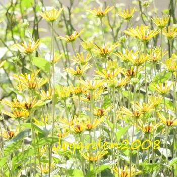 背の高い植物の投稿画像一覧 Greensnap グリーンスナップ