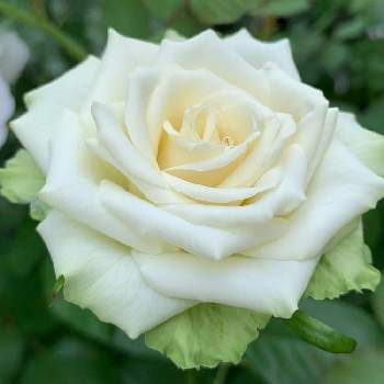 バラ　ミントティの画像 by ポンポンさん | エントランスとバラ　ミントティとおうち園芸と四季咲きと2020年8月と鉢植えとトゲが少ない