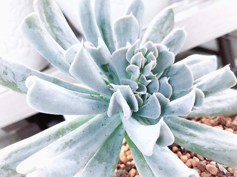 トップシータービー成長記録｜🍀GreenSnap（グリーンスナップ）