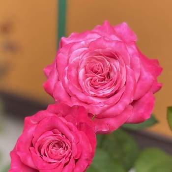 オール4ラブの投稿画像一覧 Greensnap グリーンスナップ