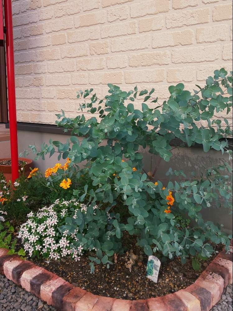 花壇の投稿画像 By Akekoさん 玄関先とユーカリシルバードロップ 月8月9日 Greensnap グリーンスナップ