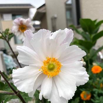 宿根草 多年草の投稿画像一覧 Greensnap グリーンスナップ