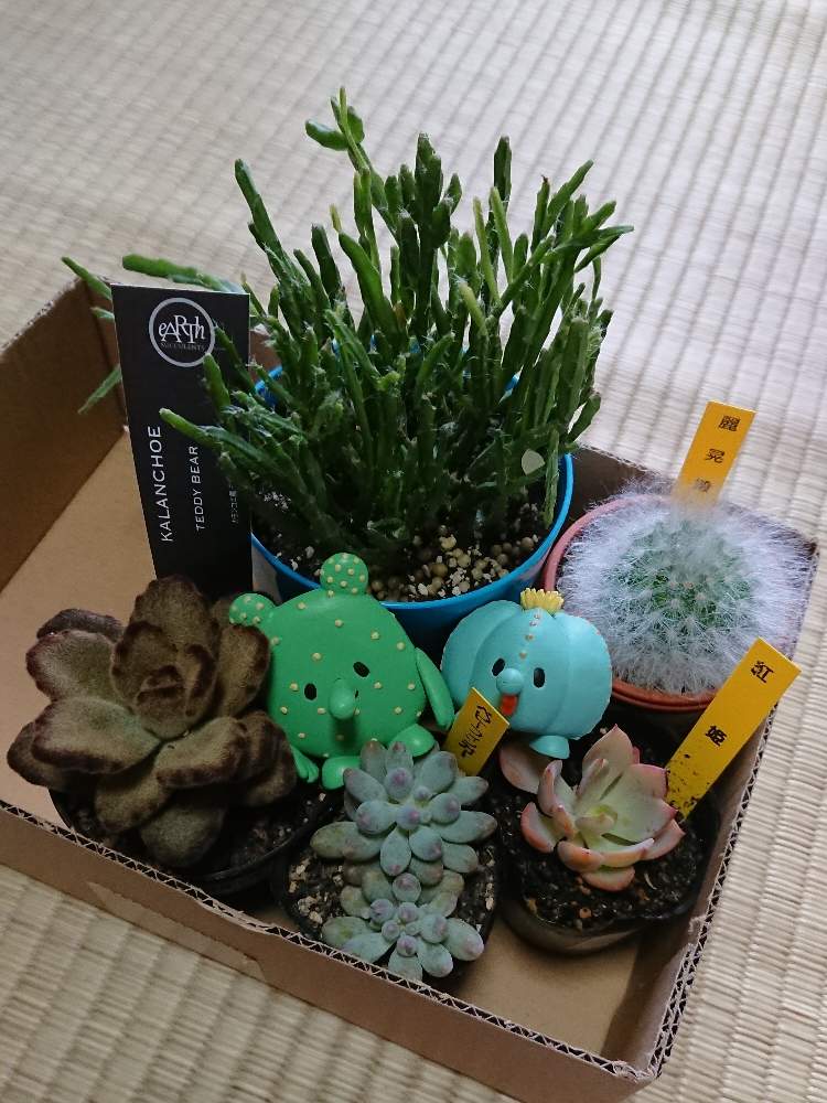 リプサリスの投稿画像 By まんまるねこさん テディベアとベビーフィンガーと紅姫と麗晃殿とサボテン科とマミラリアとサボテン とサボテン大好きとジョイフル本田とサボテング 月8月9日 Greensnap グリーンスナップ