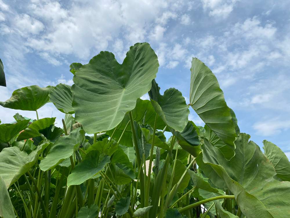 里芋の投稿画像 By Kikuchixさん 青い空と畑の風景と大きな葉っぱととなりのトトロ 月8月9日 Greensnap グリーンスナップ