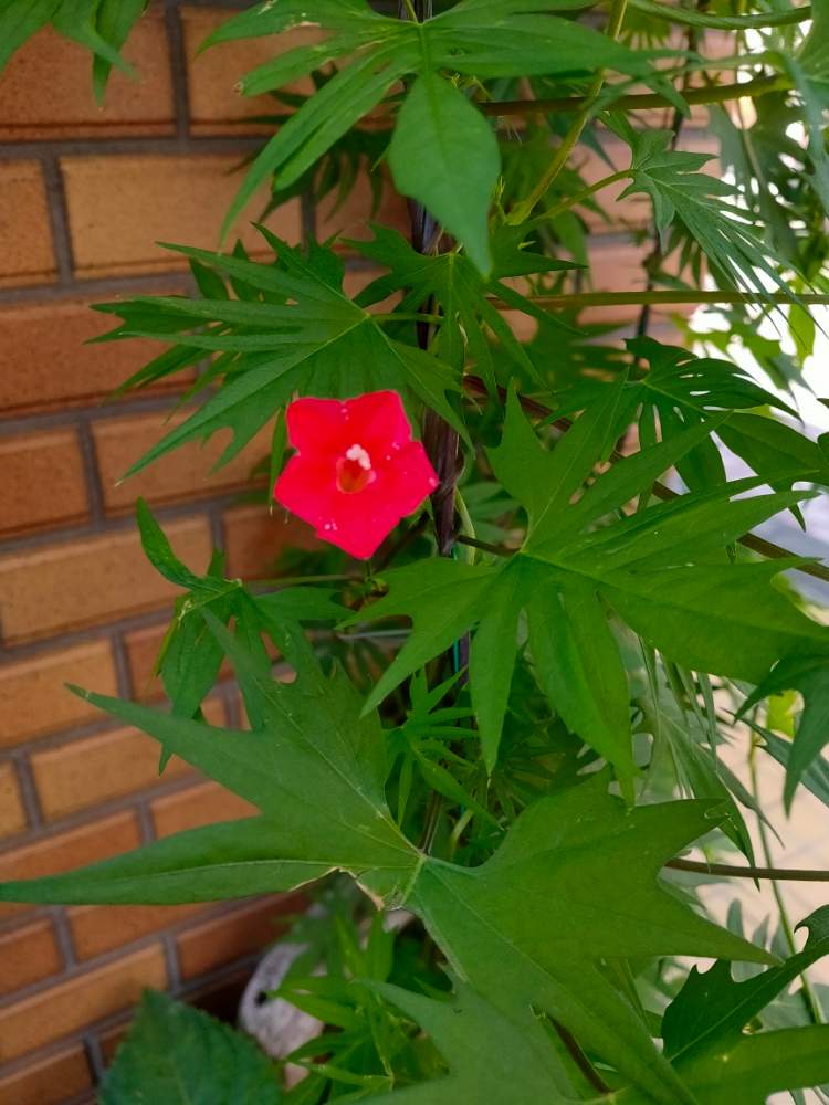 ルコウソウの投稿画像 By Reomamaだワンさん 赤い花とつる性の花 月8月9日 Greensnap グリーンスナップ