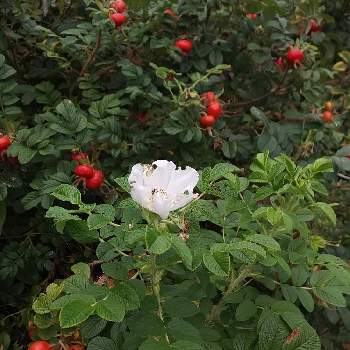 ハマナスの白い花の投稿画像一覧 Greensnap グリーンスナップ