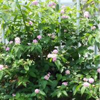 ランタナの画像