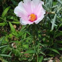 マツバボタンの画像