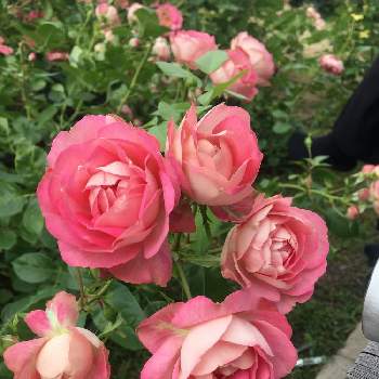アクロポリス ロマンティカの画像 by じぇっとんさん | お出かけ先とアクロポリス ロマンティカとバラと赤い花とピンクの花と花園とばら バラ 薔薇