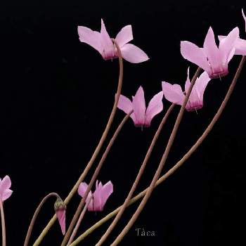 Cyclamenの画像 by タカさん | バルコニー/ベランダと原種シクラメン プルプラセンスとCyclamenと仕立てるのが下手なだけだろとそれでも花は咲くとpurpurascensと原種    シクラメンとFoveonとプルプラセンスとSIGMA dp2m