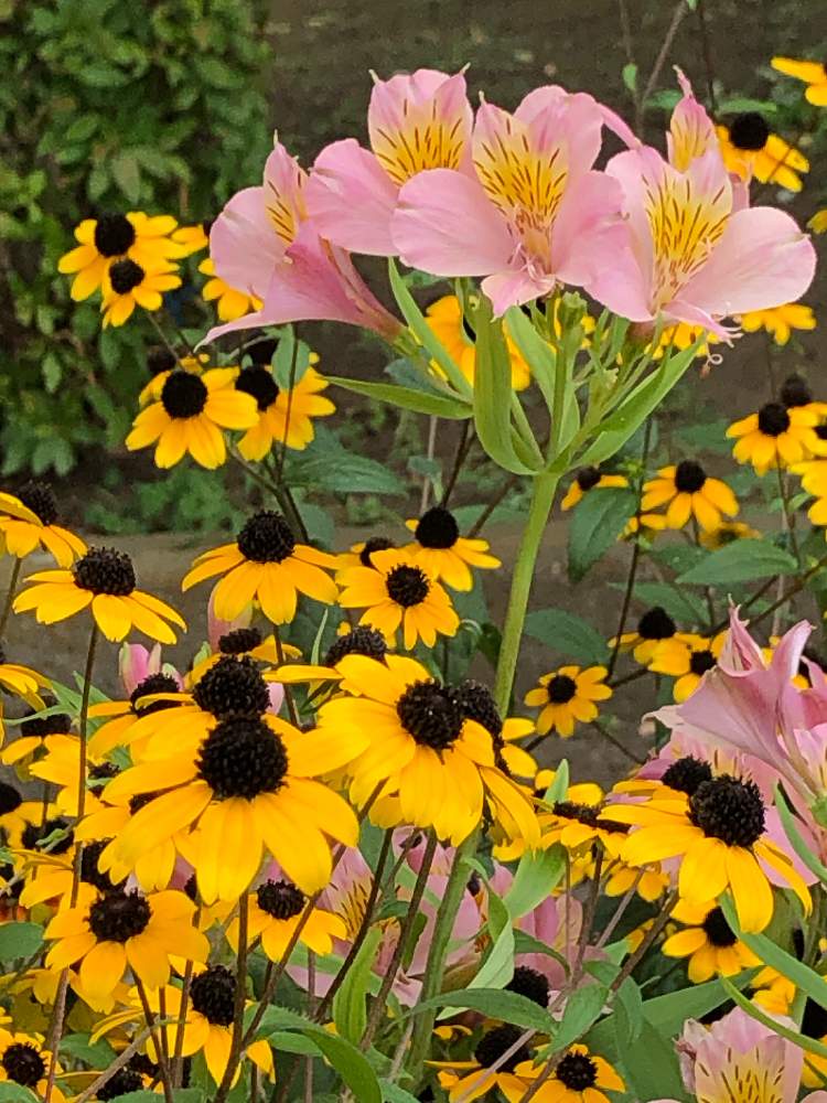 夏の花の投稿画像 By Akariさん 季節の花を楽しむとルドベキア とアルストロメリア 月8月9 日 Greensnap グリーンスナップ