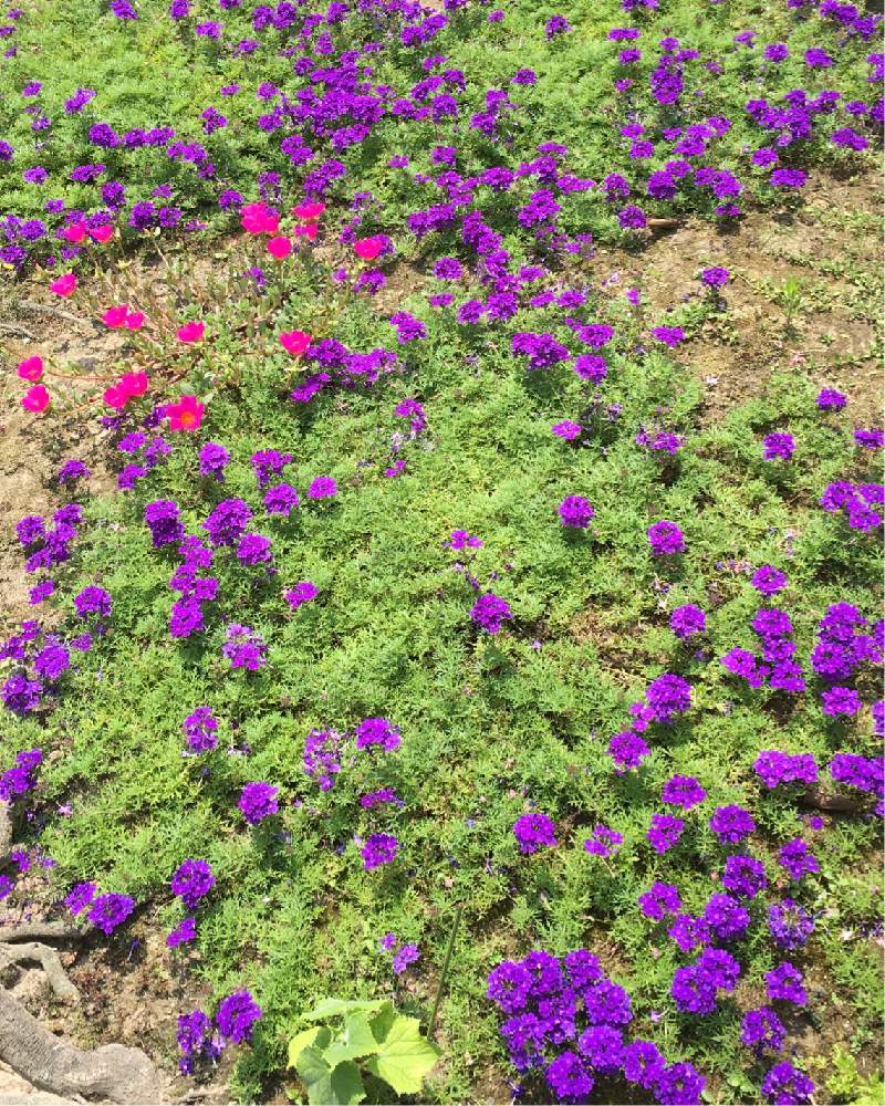 タピアンの投稿画像 By じゅじゅ2号さん 雑草対策としてと紫色の花とおうち園芸と雑草対策とグランドカバーとご近所さんを癒す花壇 月8月9日 Greensnap グリーンスナップ