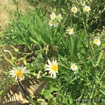イッキに真夏日の画像 by アキラさん | お出かけ先とイッキに真夏日とホソバアキノノゲシの花と花に寄るキアゲハ