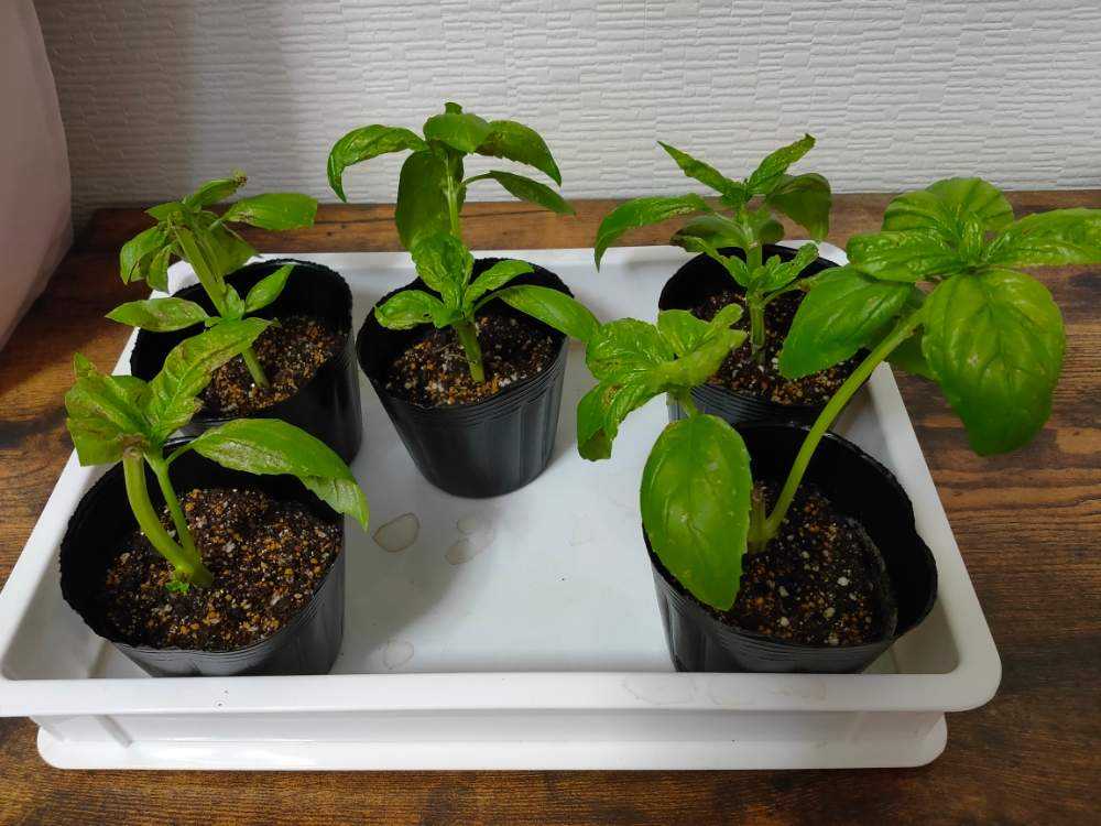 バジル挿し木で再挑戦 Greensnap グリーンスナップ