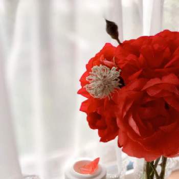 朱色のバラの画像 by rosa sさん | キッチンとスカーレットクイーンエリザベスとブルーレースフラワーと花を飾るとおうち園芸と赤い花と花のある暮らしと北海道とムーミンの日と朱色の花と朱色のバラ