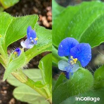 地下閉鎖花の投稿画像一覧 Greensnap グリーンスナップ