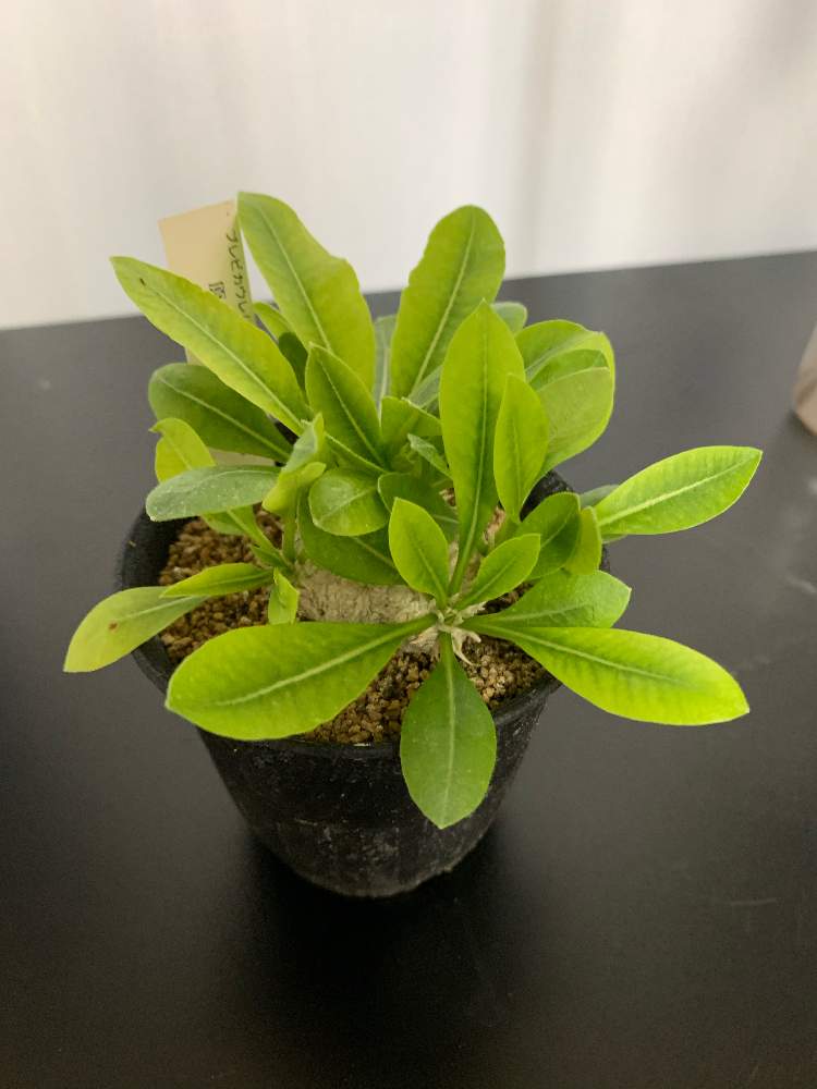 パキポディウム ブレビカウレの投稿画像 By Hananogi Iさん 塊根植物と恵比寿笑とホーマックと多肉植物と珍奇植物とcaudexとパキポディウム属 月8月9日 Greensnap グリーンスナップ