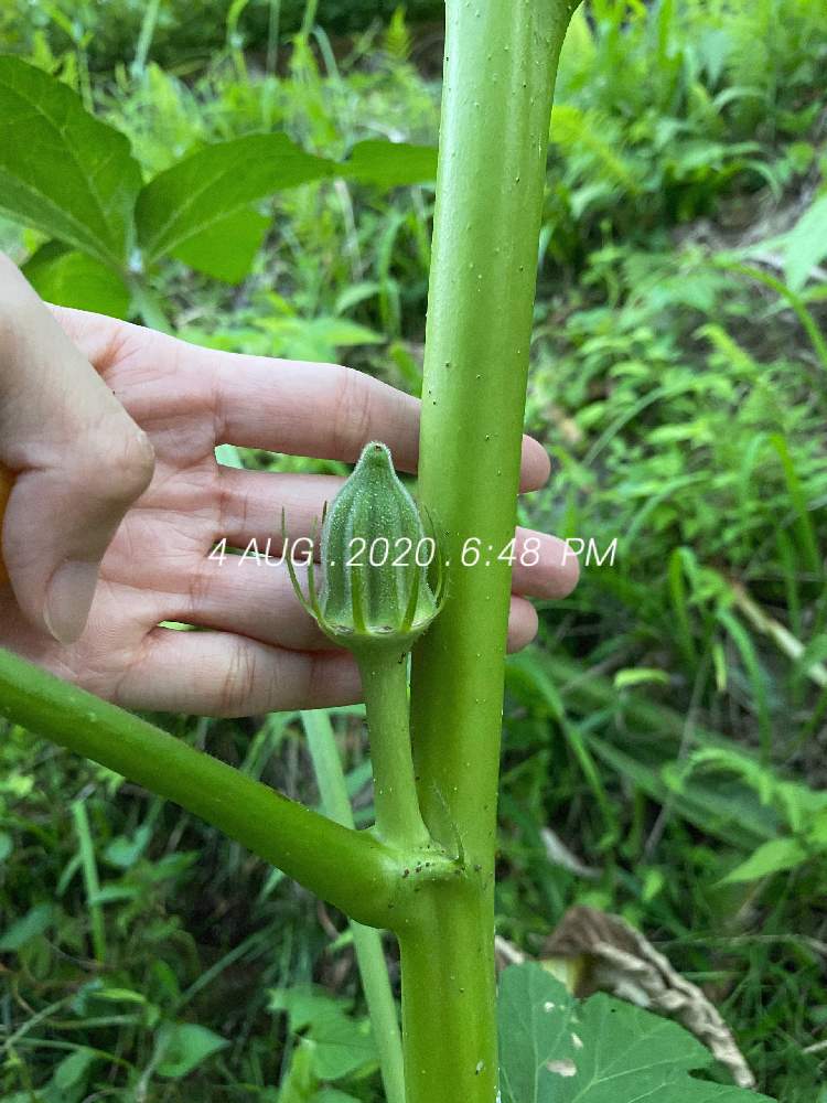 オクラの投稿画像 By みき Lv28さん プランター菜園とダビデの星とプランターと家庭菜園とおうちde菜園 とカラフル野菜とおうち園芸とスターオブデイビッドと家庭菜園初心者と夏野菜 月8月9日 Greensnap グリーンスナップ