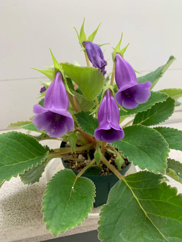 Sinningia Speciosaの投稿画像 By Bulbilさん ゲスネリアと観葉植物と原種とトロピカルとおうち園芸と球根と植物 男子ベランダーと珍奇植物と南米産とイワタバコ科と珍奇植物好きと南米とグロキシニア 月8月10日 Greensnap グリーンスナップ