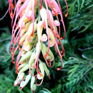 グレビレア,花木,屋上庭園,横浜,お出かけ先の画像