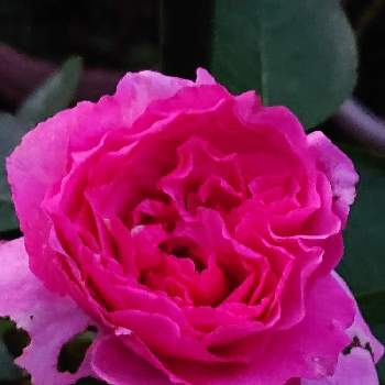 イブピアッチエ*の画像 by 山ちゃんさん | バラとイブピアッチエ*と強香と今朝のバラと鉢植えと花のある暮らしと我が家のバラ