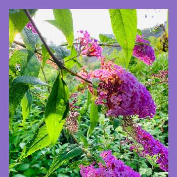 ブットレア紫の画像 by のばらさん | 広い庭とブットレア紫とGSのみなさんに感謝♡とおはようと朝の一枚と癒し…♡と福島からのエールと青い花マニアと青い花で納涼祭2020