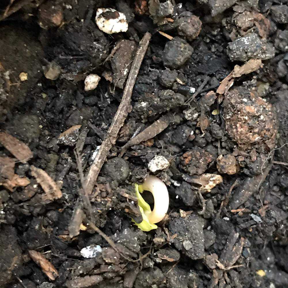 数十年ぶりの朝顔栽培 花が咲くまで編 Greensnap グリーンスナップ