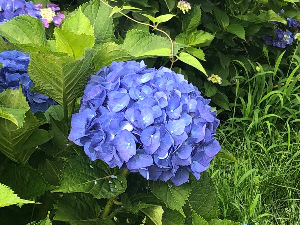 あじさいの投稿画像 By こささん 紫陽花 あじさい アジサイと畑と梅雨に負けないと公園と梅雨明け楽しみと梅雨と花のある暮らしとお散歩とgreen Up と梅雨に負けないと公園と梅雨明け楽しみと梅雨と花のある暮らしとお散歩とgreen Up 月8月10日 Greensnap