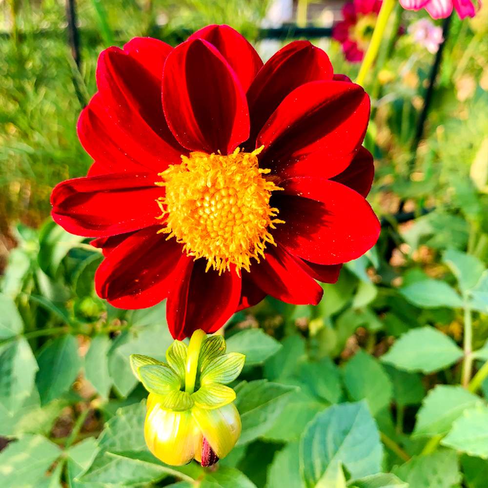 ダリアの投稿画像 By スマイルさん 濃い色とお花とかわいいな とお花好きとダリア 月8月10日 Greensnap グリーンスナップ