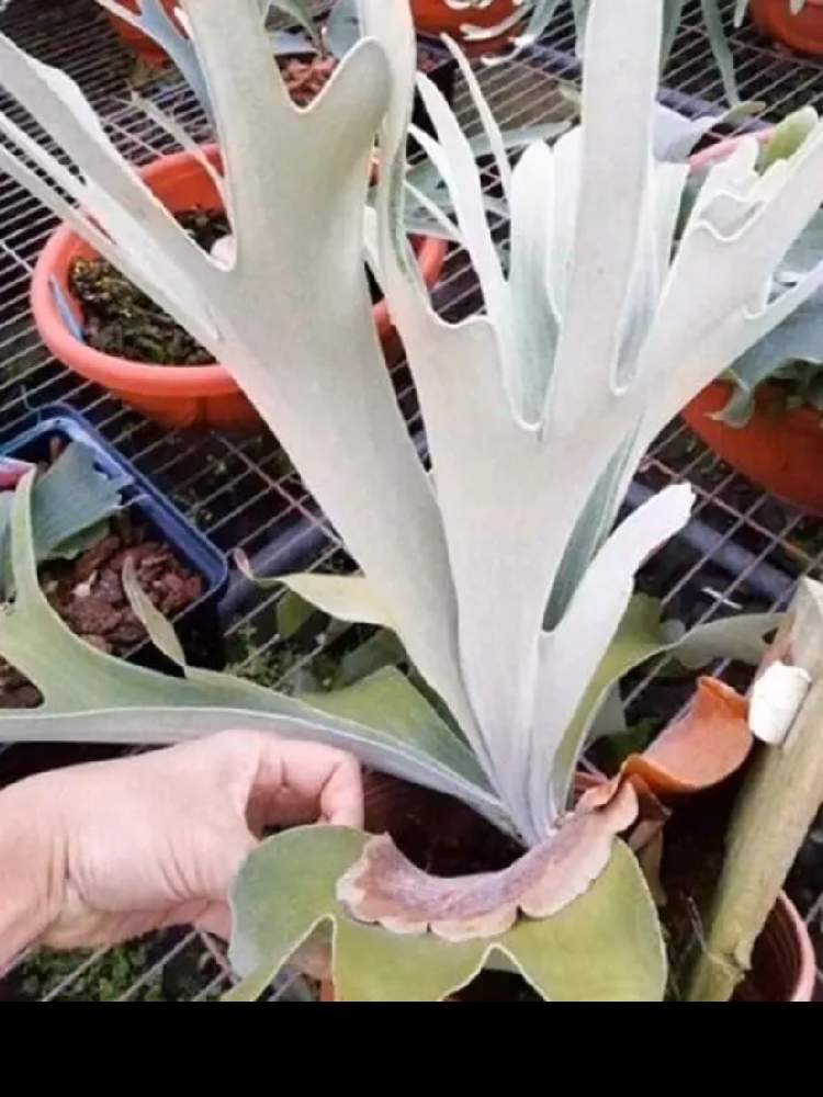 P White Shine ビカクシダ P Veitchii X P Bifurcatum Greensnap グリーンスナップ