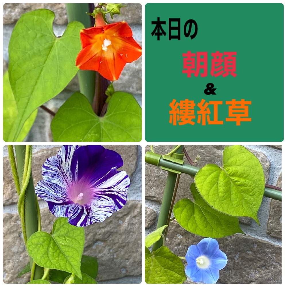 アサガオの投稿画像 By 935さん ルコウソウと朝顔とあさがおと丸葉ルコウソウと常陸の花火と植中毒初心者と初心者多肉女子 おばさん と多肉loveなタニclubと8 10日はハートの日と植中毒初心者と初心者多肉女子 おばさん と多肉loveなタニclubと8 10日はハートの日