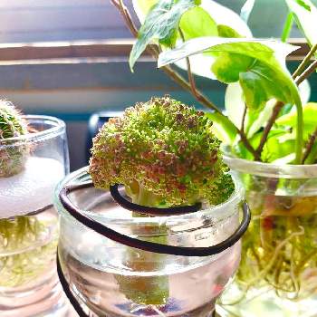 水差し軍団の投稿画像一覧 Greensnap グリーンスナップ