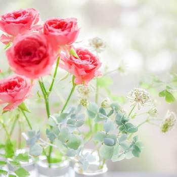 4月の花器の投稿画像一覧 Greensnap グリーンスナップ