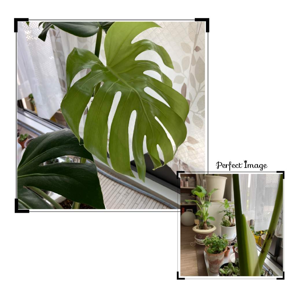 観葉植物の投稿画像 By いづさん グリーンインテリアと可愛い とほっこり とモンステラ とおうち園芸と大きくな れ と癒しの観葉植物 と優しい気持ちになれる 月8月10日 Greensnap グリーンスナップ