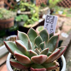 mii.ピンクプリティ×ロメオ,ピンクプリティxロメオ,多肉植物,エケベリア属,可愛いの画像