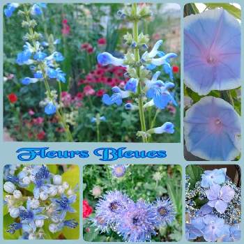 るっち*ｻﾝｸｽ❣️の画像 by るっちさん | 小さな庭とるっち*実家の庭とるっち*ｾｰｼﾞ/ｻﾙﾋﾞｱとるっち*紫のお花✡️とるっち*青いお花と青い花マニアとるっち*ｻﾝｸｽ❣️とるっち*お花ｻﾝ♪とるっち*アジサイと青い花で納涼祭2020とるっち*種から●
