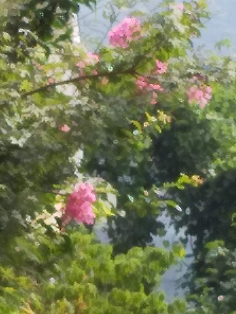 まゆりんさんの投稿画像 月8月10日 Greensnap グリーンスナップ