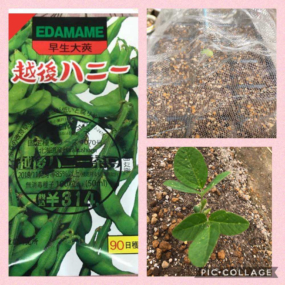 枝豆の栽培記録 Greensnap グリーンスナップ