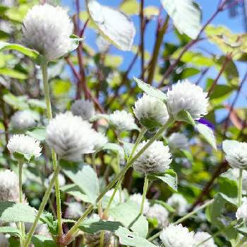 千日紅ちなつの投稿画像一覧 Greensnap グリーンスナップ