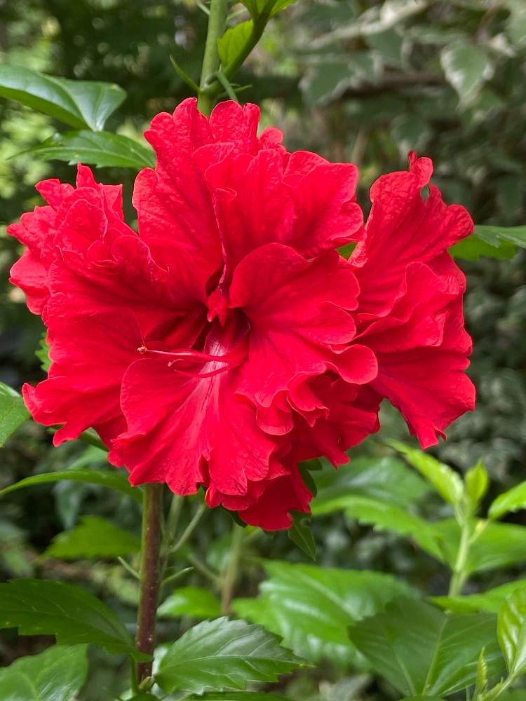 ハイビスカス 八重咲きの投稿画像 By 月下美人 さん ハイビスカス カーネーションとフリフリのお花と八重咲きと赤い花と花のある暮らしとフリフリ大好き 月8月10日 Greensnap グリーンスナップ