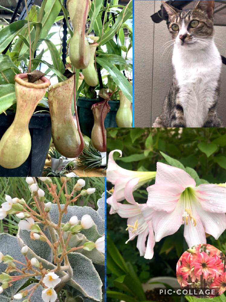 ベゴニア属の投稿画像 By らにいーさん 食虫植物 ウツボカズラとアマリリス ガーデンオーケストラ 月8月10日 Greensnap グリーンスナップ ベゴニア属の投稿画像 By らにいーさん 食虫植物 ウツボカズラとアマリリス ガーデンオーケストラ 月8月10日 Greensnap グリーンスナップ