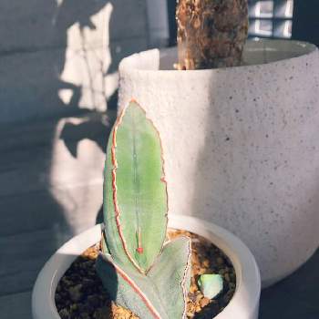 バナナ サンスベリアの投稿画像一覧 Greensnap グリーンスナップ