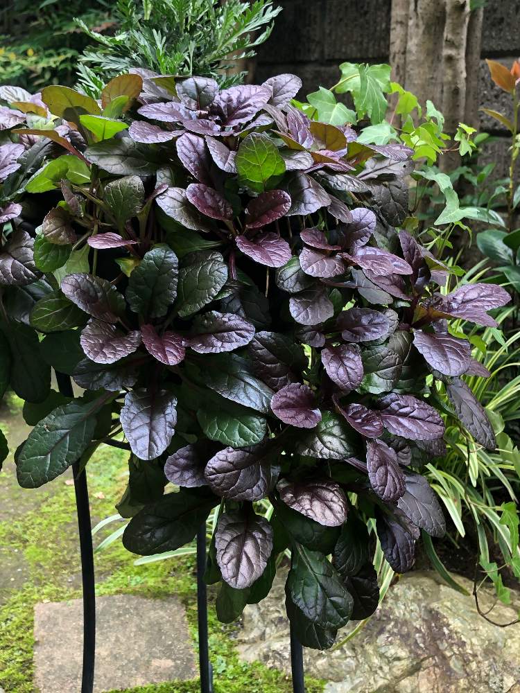 アジュガ ダークマホガニーの投稿画像 By レモンライムさん スマホ撮影とむらさき と育ち過ぎ と暑さのなかでとグランドカバー とカラーリーフと小さな庭とスマホ撮影とむらさき と育ち過ぎ と暑さのなかでとグランドカバーとカラーリーフ 月8月10日