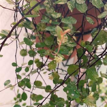 丸い葉の画像 by Norikoさん | バルコニー/ベランダと斑入りワイヤープランツとバルコニーガーデニングとグリーンのある暮らしと花が咲いたとお気に入りと丸い葉とハンギングときれいな色とバルコニーガーデンよりとかわいいと斑入り。