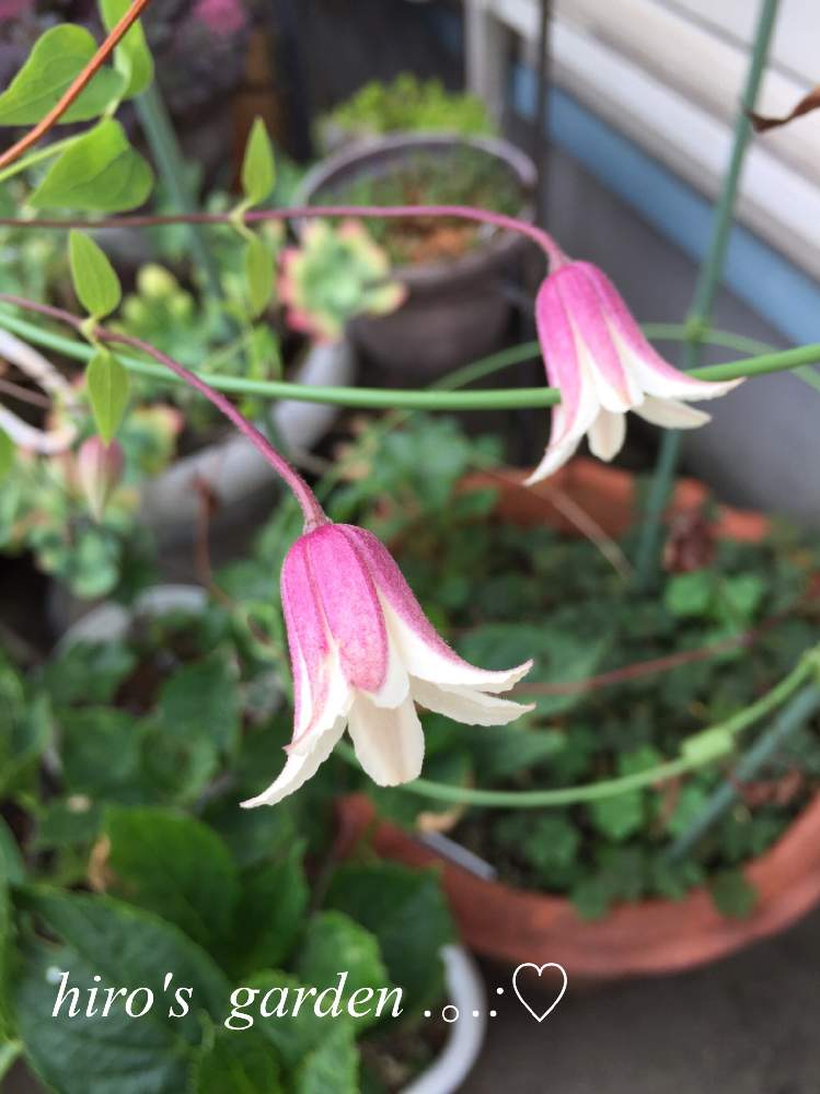 クレマチス プリンセス ケイトの投稿画像 By Hiroさん 私の癒しとおうち園芸と我が家の庭と花のある暮らし 月8月10日 Greensnap グリーンスナップ