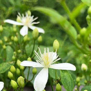 蔓植物 の投稿画像一覧 Greensnap グリーンスナップ