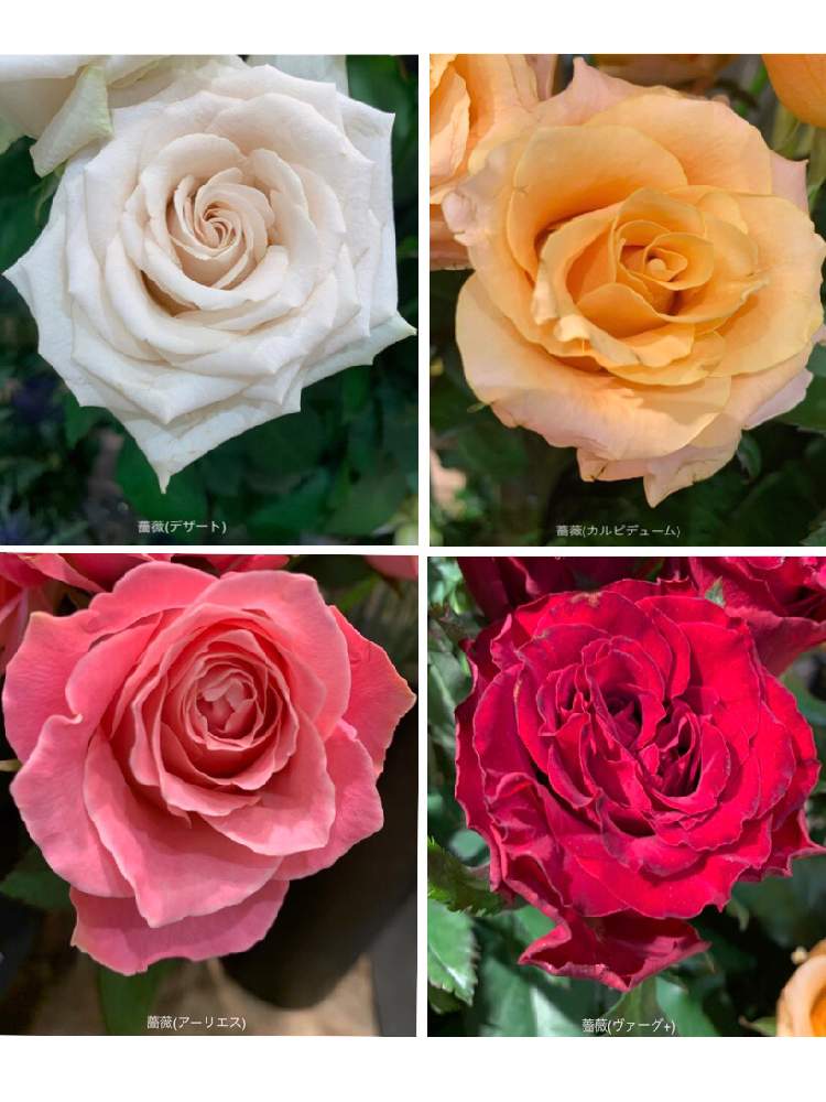 薔薇 デザート の投稿画像 By カタバミさん 薔薇 アーリエス と薔薇 ヴァーグ と薔薇 カルビデユーム とお出かけ先 月8月10日 Greensnap グリーンスナップ Greensnap グリーンスナップ